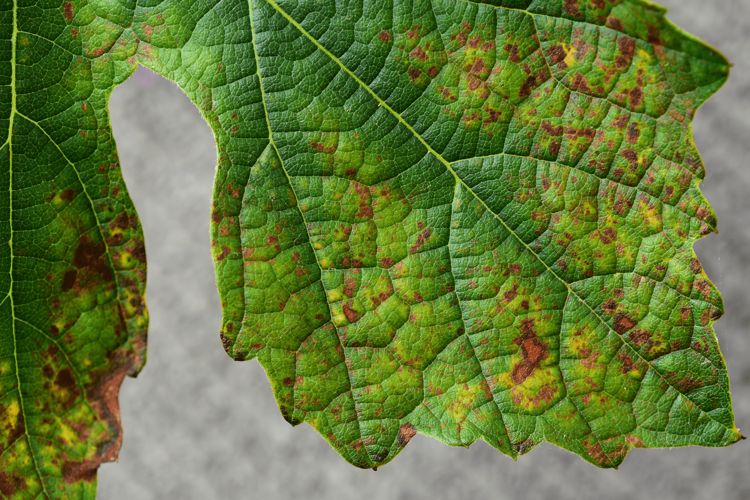 LeafRollVirus