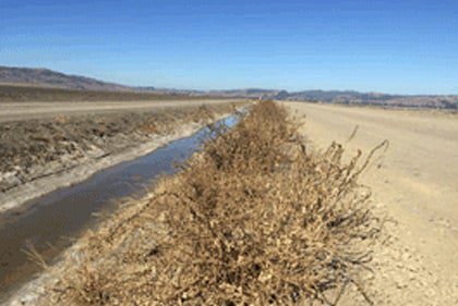 WE-Article-Weed-Management-cover-420×280
