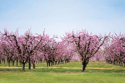 Any grower can cut costs and increase ROI sustainably