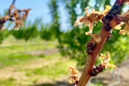 Bacterial Blast and Canker