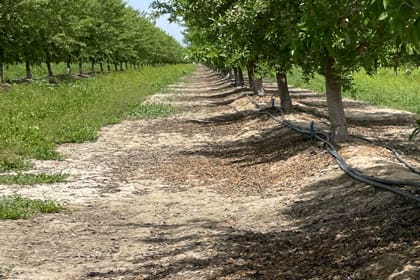 Irrigation Strategy When Water Supply is Limited