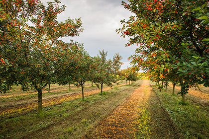 cherries on orchard tree