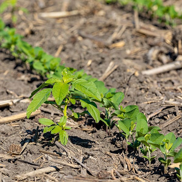 Waterhemp in soybeans