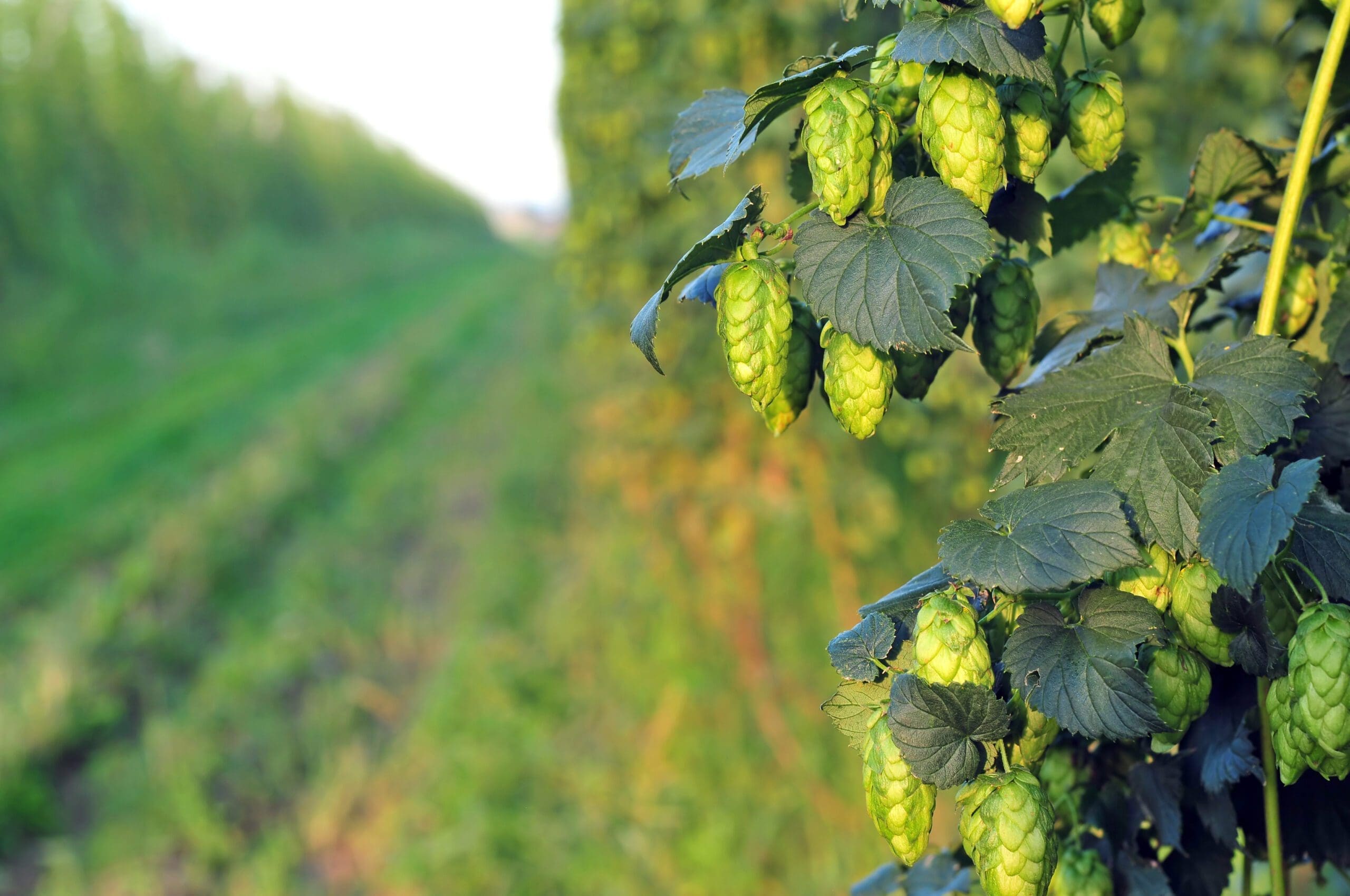Green hops – close up