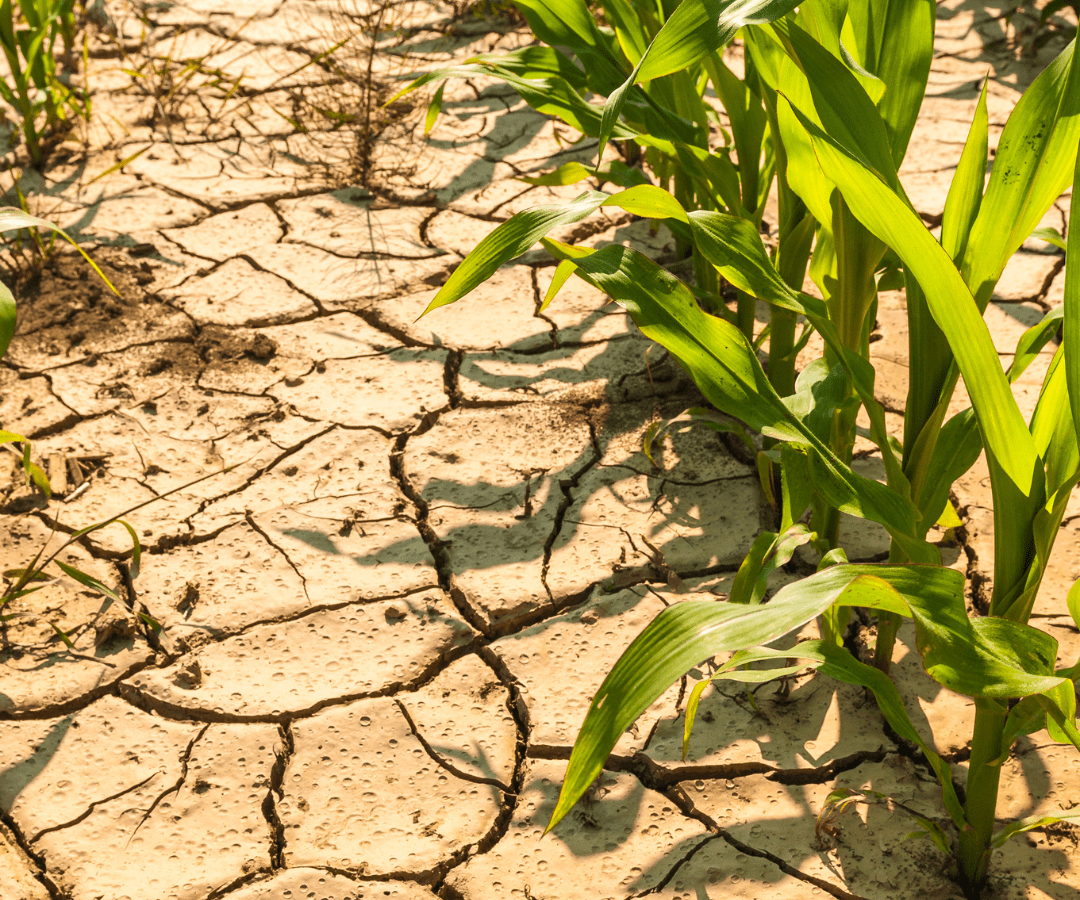 drought stress