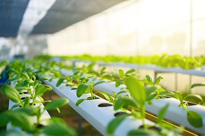 Hydro-Veggies_iStock-1318242748_420x280_Header Image