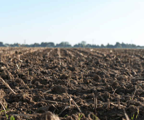 The Importance of Soil Temperatures