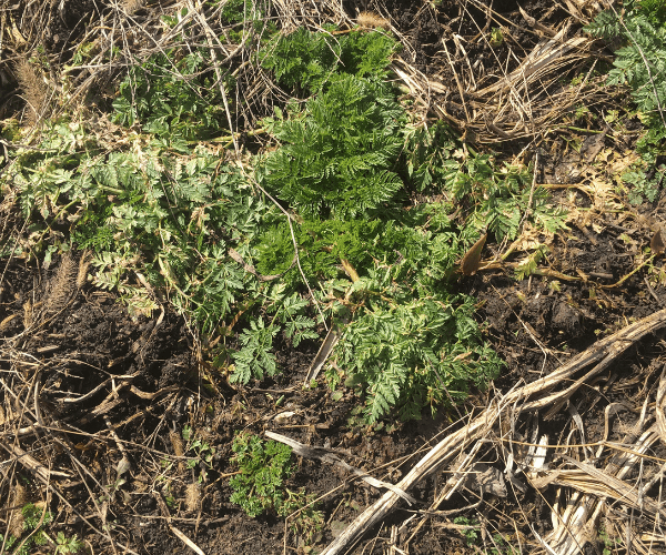 Weeds Winter Weeds