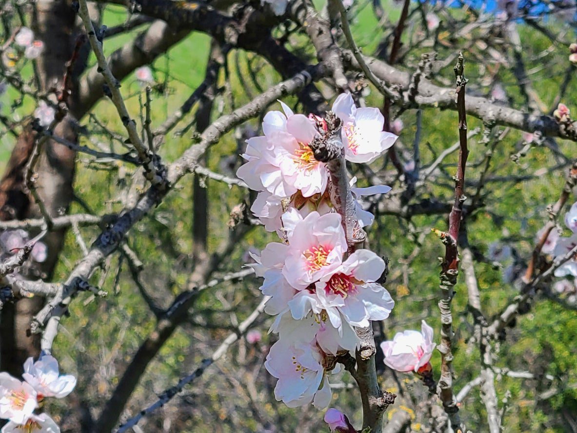 Pink Flowers of an Almond Tree in California