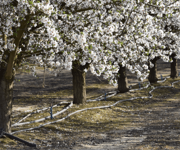 Almonds Irrigation