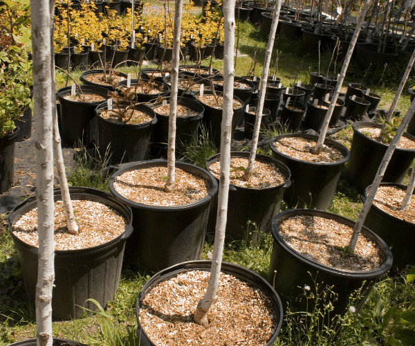Soil Health and Baby Trees