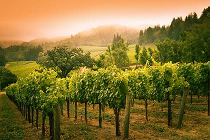 Early morning vineyard in California