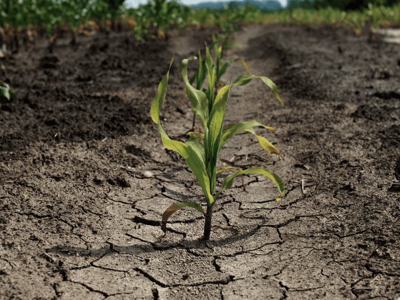 Drought (1)