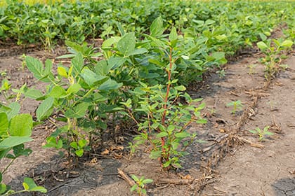 Waterhemp-Weed-in-Field_GI-1331836813_HEADER_420x280 Waterhemp in field
