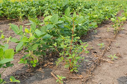 Waterhemp in field