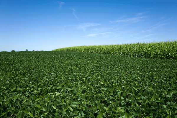 Corn and Soybean Fields