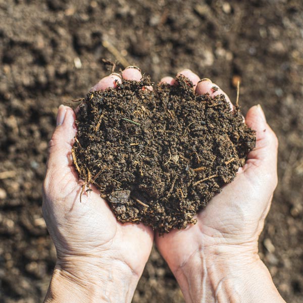 Soil in hands