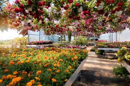 Nursery and greenhouse