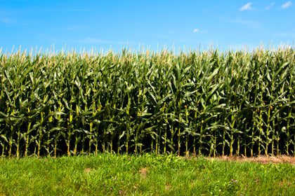 Mature cornfield