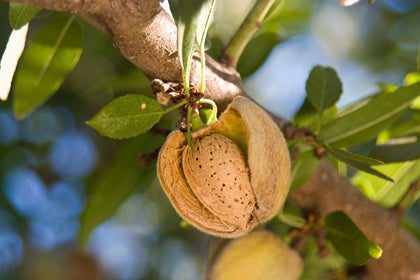 Almond on tree